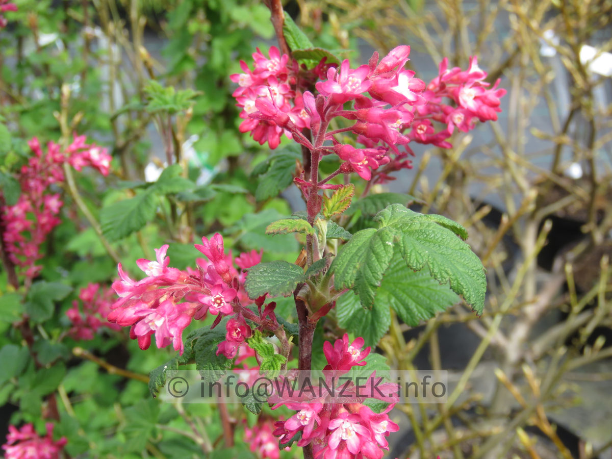 Ribes sanguineum Koja 02.JPG